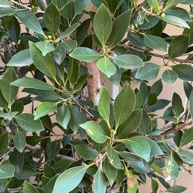 Photo of the plant species Indian Laurel Fig by @MiracleJade74 named Laurel on Greg, the plant care app