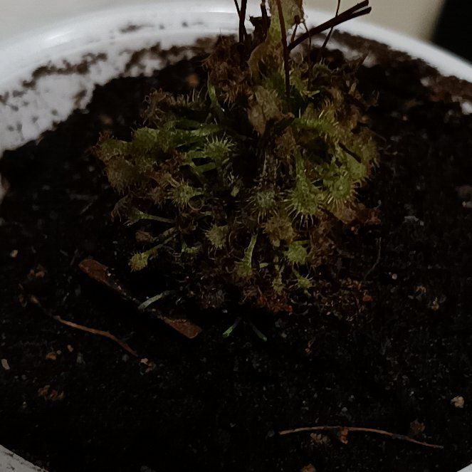 Photo of the plant species Oblong-Leaved Sundew by @SlickPignut49 named Robert Plant on Greg, the plant care app