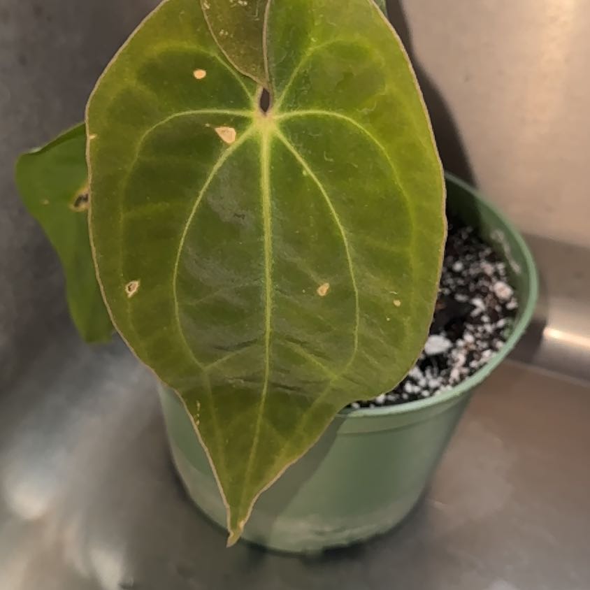 Photo of the plant species Anthurium Besseae Aff x Papillilaminum by @DeanCocoonplant named Stella on Greg, the plant care app