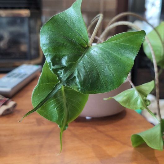 Photo of the plant species Stingray Plant by @SalientDill60 named Mochi on Greg, the plant care app