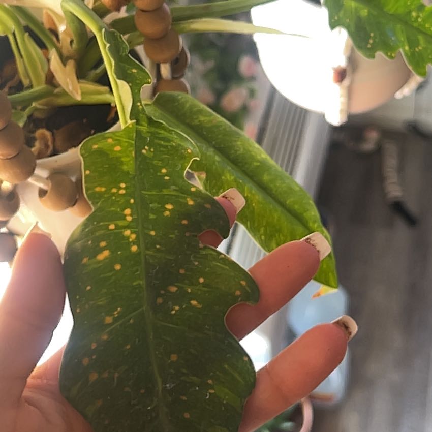 Photo of the plant species Pink Pothos by @HandyRibbonfern named Princess👑 on Greg, the plant care app