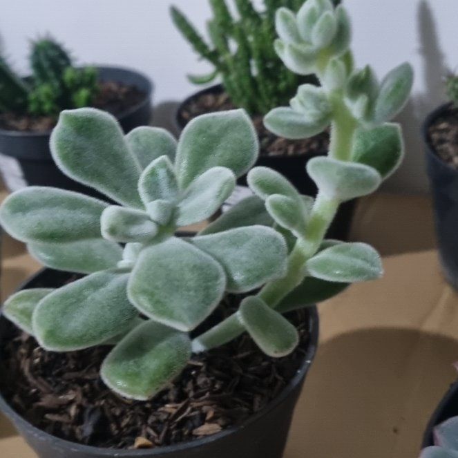 Photo of the plant species Echeveria Laulensis by @JazzyBlackpea70 named Navajo on Greg, the plant care app