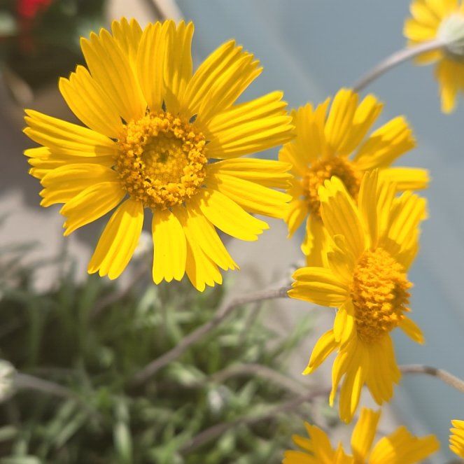 Photo of the plant species Angelita Daisy by @HeritorPalqui61 named Bruce Lee on Greg, the plant care app