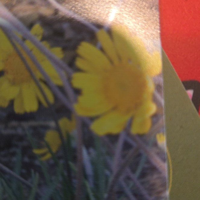 Photo of the plant species Angelita Daisy by @HeritorPalqui61 named Scarlett on Greg, the plant care app