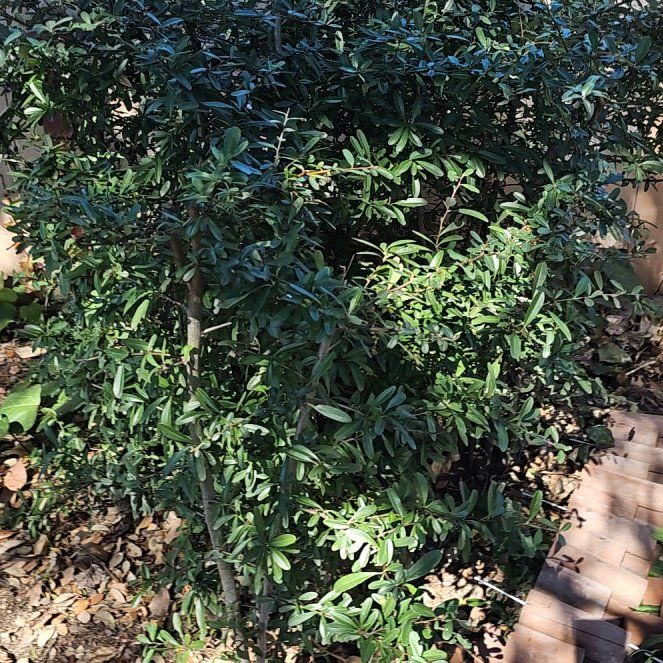 Photo of the plant species Pyracantha 'Dart's Red' by @NewRedshanks40 named Hemingway on Greg, the plant care app
