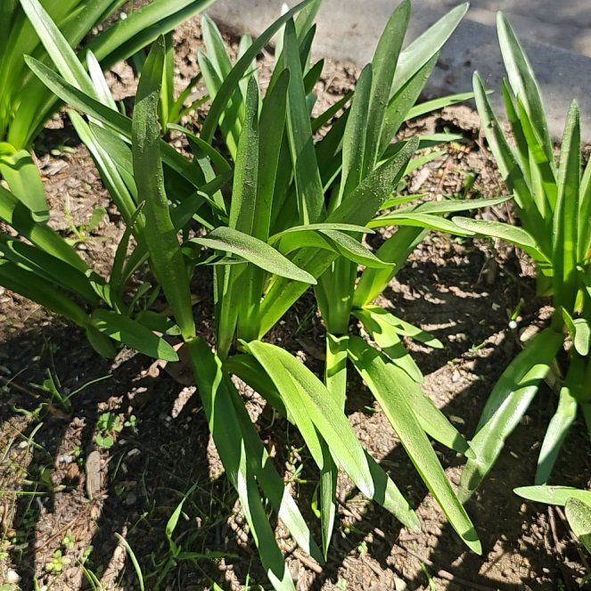 Photo of the plant species Naked Lady by @NewRedshanks40 named Fernie Mercury on Greg, the plant care app