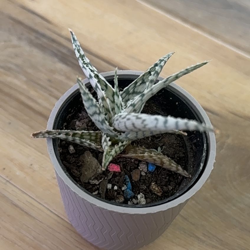 Photo of the plant species Aloe Snowstorm by @WiseSnakesplant named Daphne on Greg, the plant care app