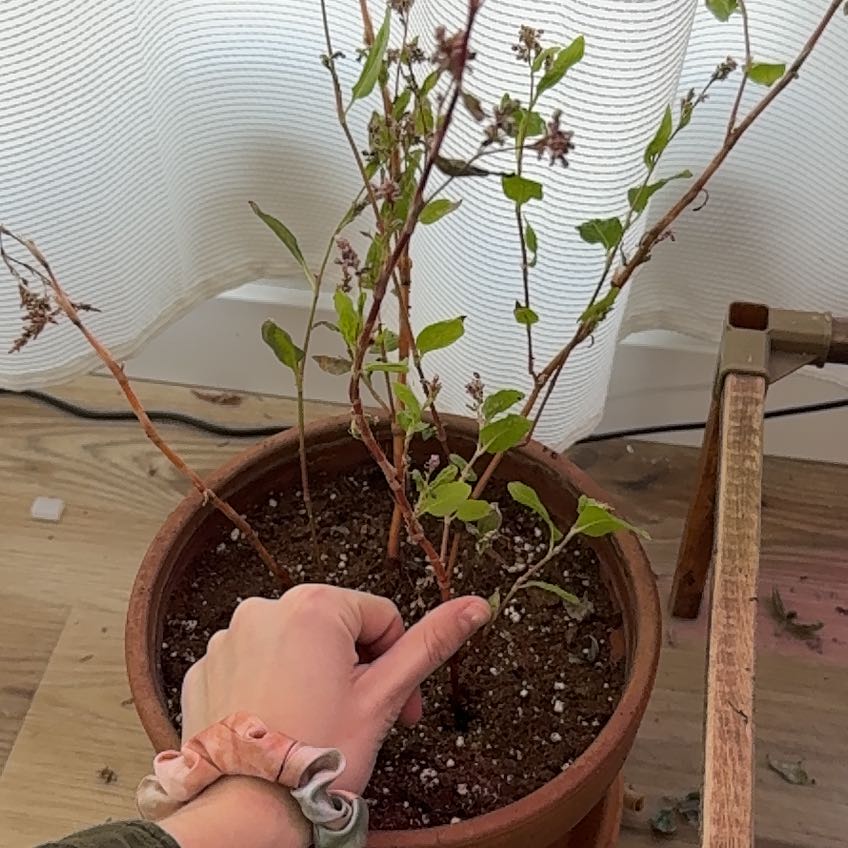 Photo of the plant species Japanese Indigo by @WiseSnakesplant named Apollo on Greg, the plant care app