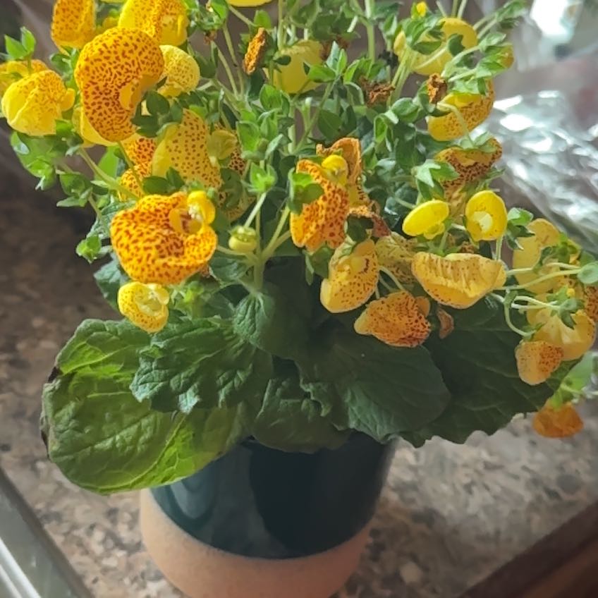 Plant care for Atahualpa's Slipperwort on Greg, the plant care app