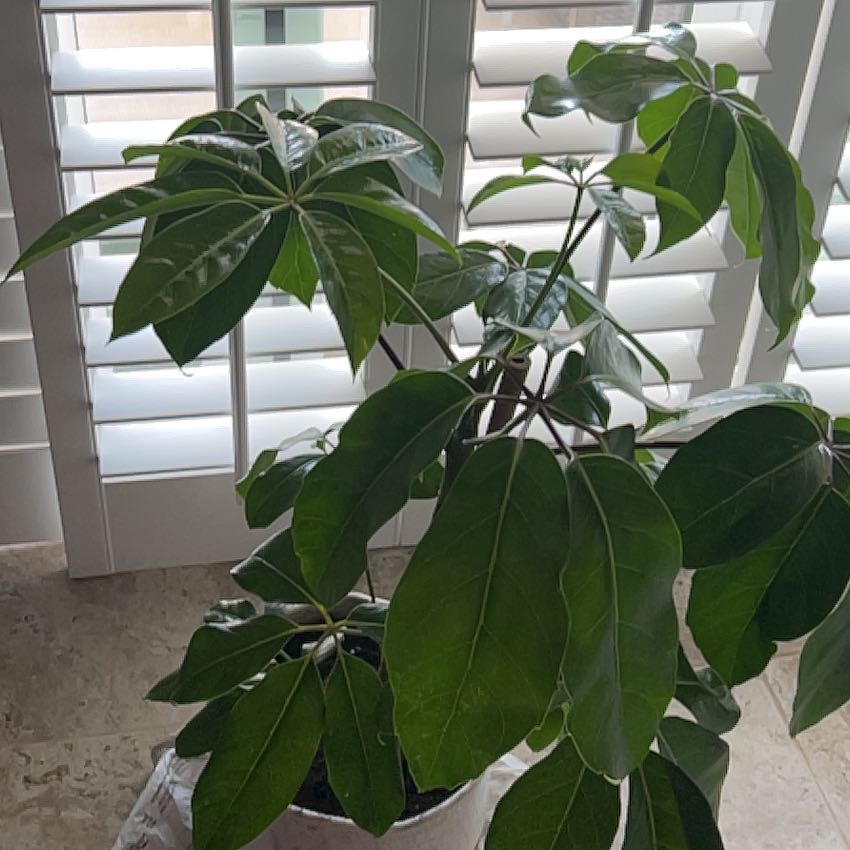 Photo of the plant species Hawaiian Schefflera by @PreeminentPilea named Hamilton on Greg, the plant care app