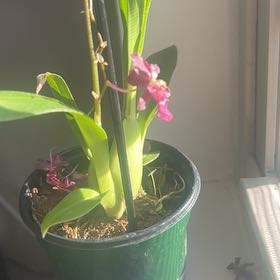 Photo of the plant species Chocolate Orchid by @DurableChosmo97 named James Dean on Greg, the plant care app
