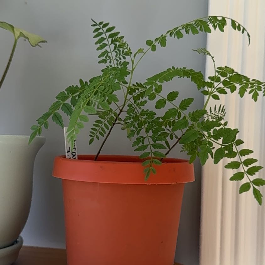 Photo of the plant species Benzoil Tree by @ChampGreatbrome named Sol on Greg, the plant care app