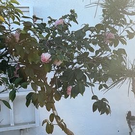 Photo of the plant species Tree Rhododendron by @BestChichipe55 named Duke on Greg, the plant care app