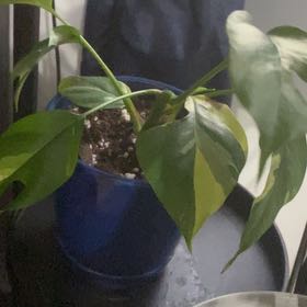 Photo of the plant species Aurea Variegated Mini Monstera by @DollOmnom29 named Scarlett on Greg, the plant care app