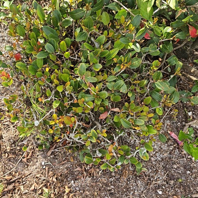 Photo of the plant species Indian Hawthorn by @PeakBonsai50 named Gsw on Greg, the plant care app