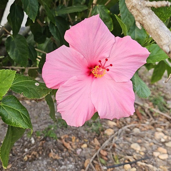 Photo of the plant species Hibiscus 'Bimbo' by @PeakBonsai50 named Dolores on Greg, the plant care app