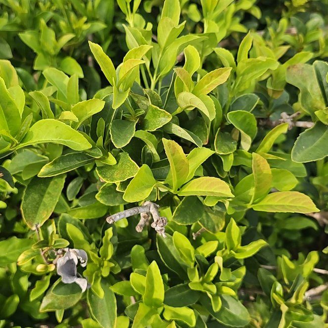 Photo of the plant species Viburnum by @PeakBonsai50 named Demi on Greg, the plant care app