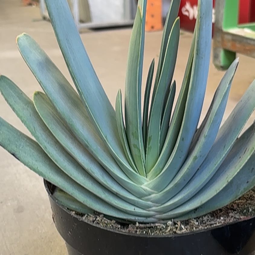 Photo of the plant species Aloe plicatilis by @JazzedAcajou named Elina on Greg, the plant care app