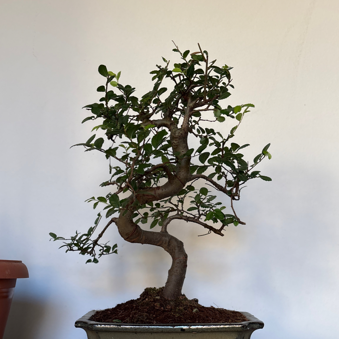 Photo of the plant species Zelkova by @Jim96 named Daphne on Greg, the plant care app