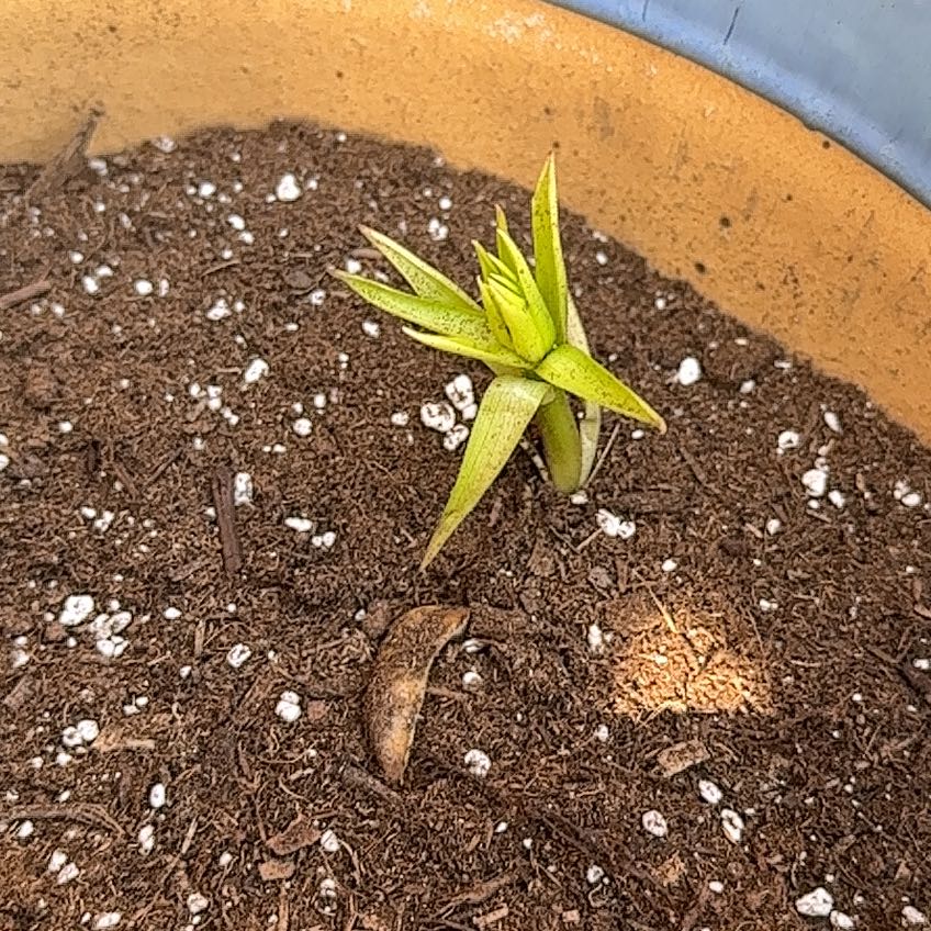 Photo of the plant species Oriental Lily 'Table Dance' by @SilveryPilea37 named Daphne on Greg, the plant care app