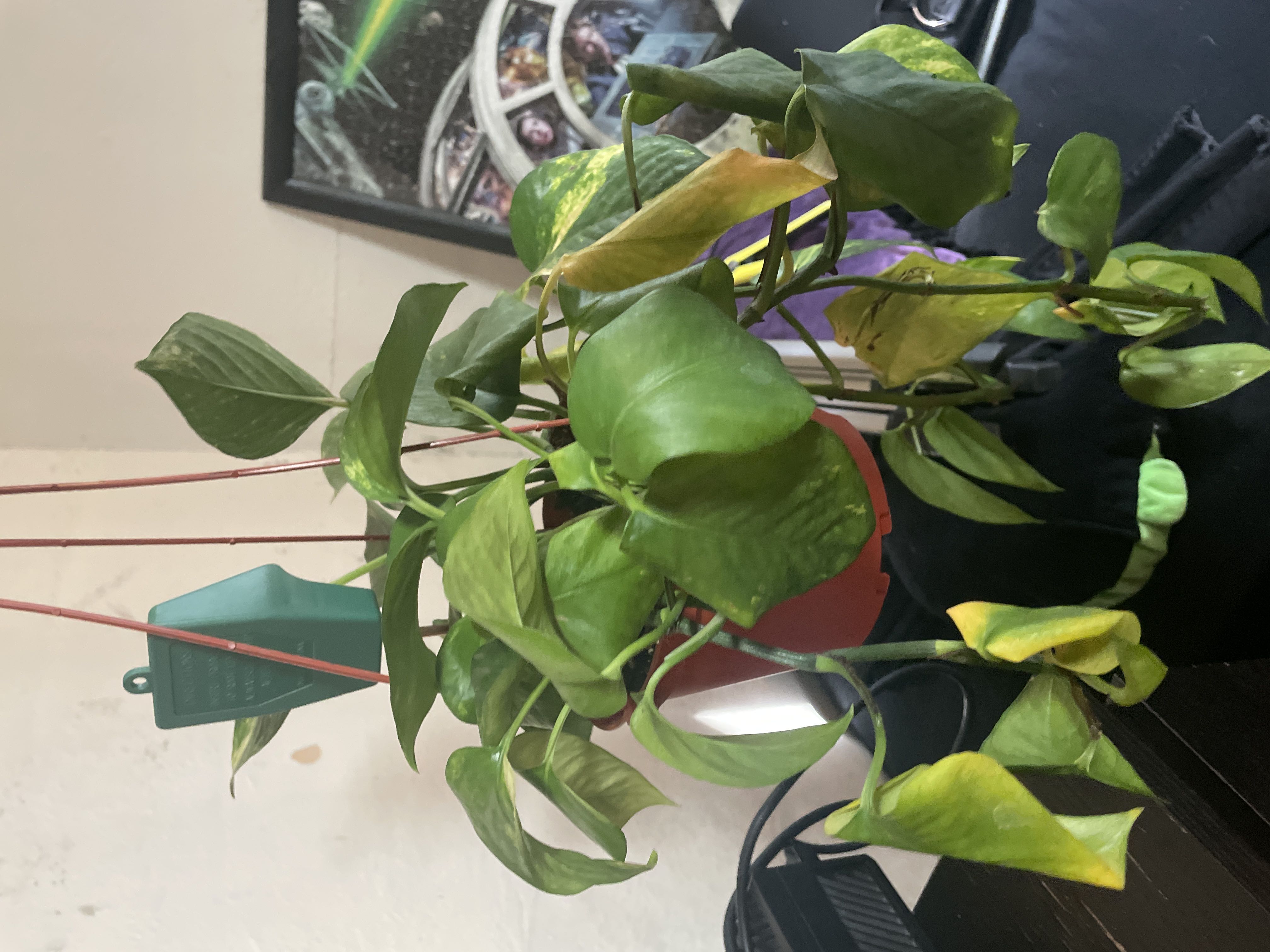 Photo from the post