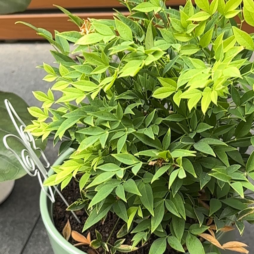 Photo of the plant species Nandina 'Lemon-Lime' by @HeroicFord42 named Bella on Greg, the plant care app