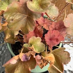 Photo of the plant species Cherry Cola Alumroot by @HeroicFord42 named Maya on Greg, the plant care app