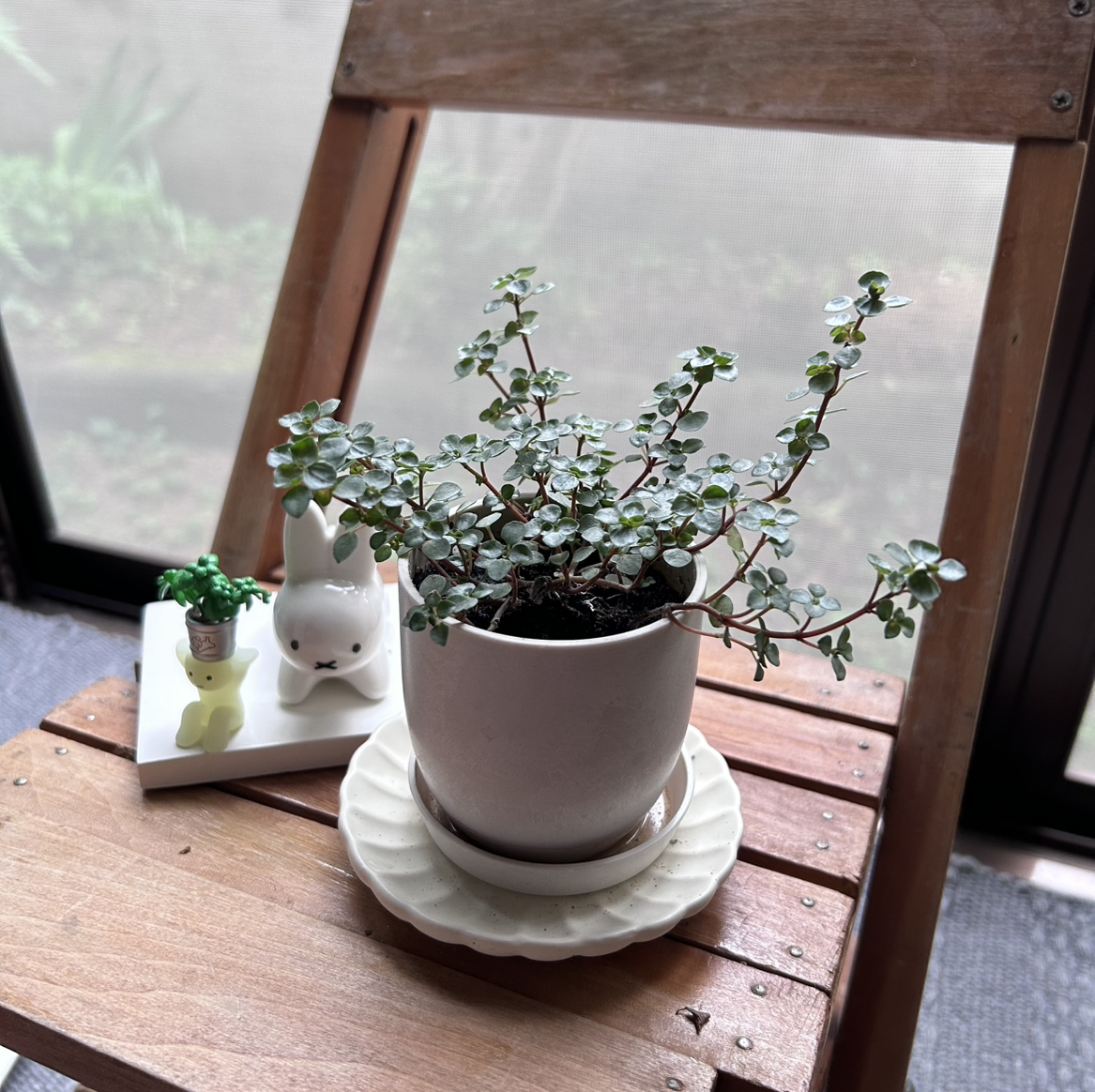 Photo of the plant species Pilea 'Silver Sparkle' by @eyancalyptus named Pilea on Greg, the plant care app