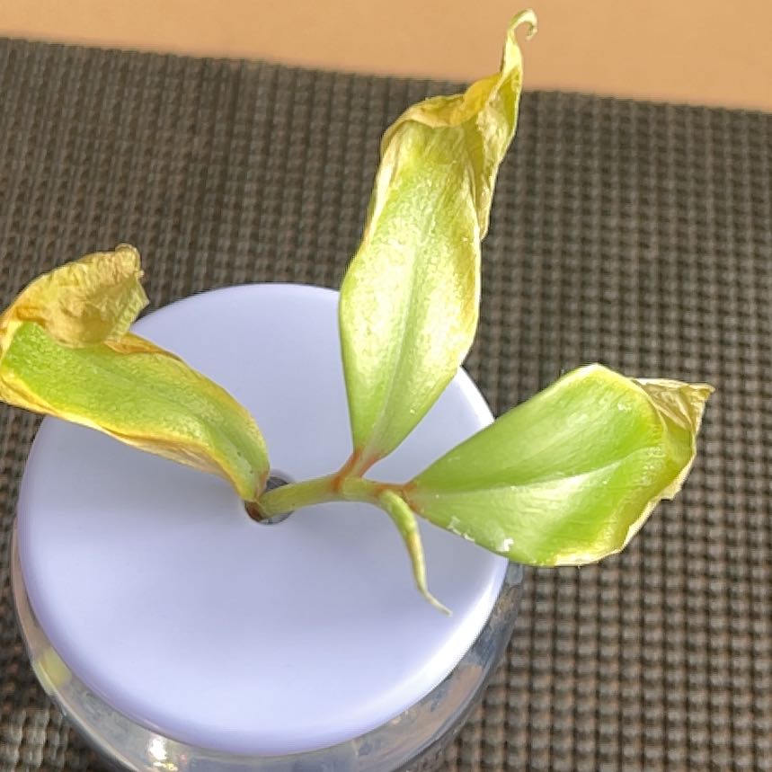 Photo of the plant species Narrow-Fruited Water-Starwort by @CleanMothorchid named Bella on Greg, the plant care app