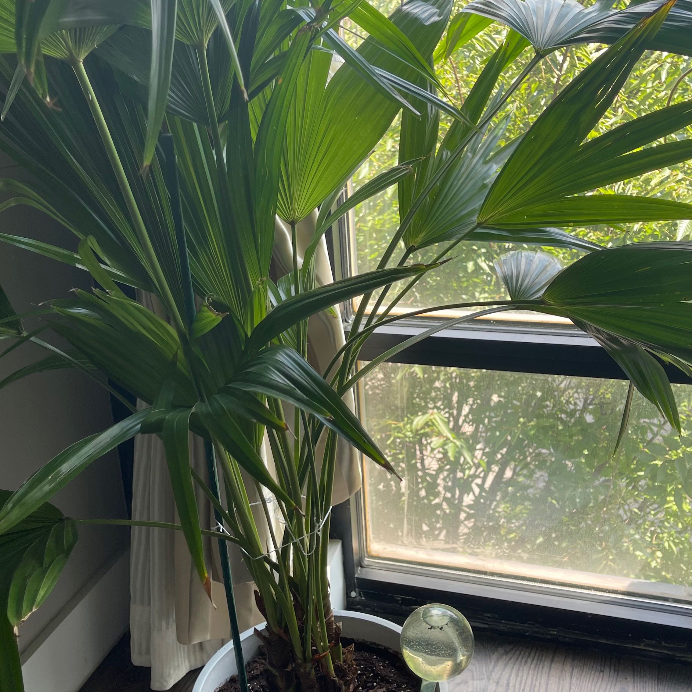 Healthy Chinese Fan Palm indoors near a window with vibrant green leaves.