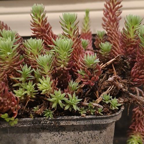 Photo of the plant species Sedum 'Antique Grill' by @CasualMangeao61 named Foxxy on Greg, the plant care app