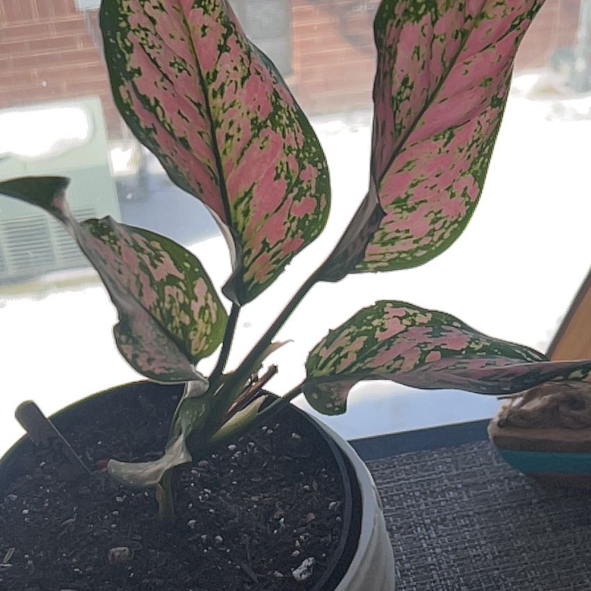 Photo of the plant species Chinese evergreen by @LargeSalsify62 named Spot on Greg, the plant care app