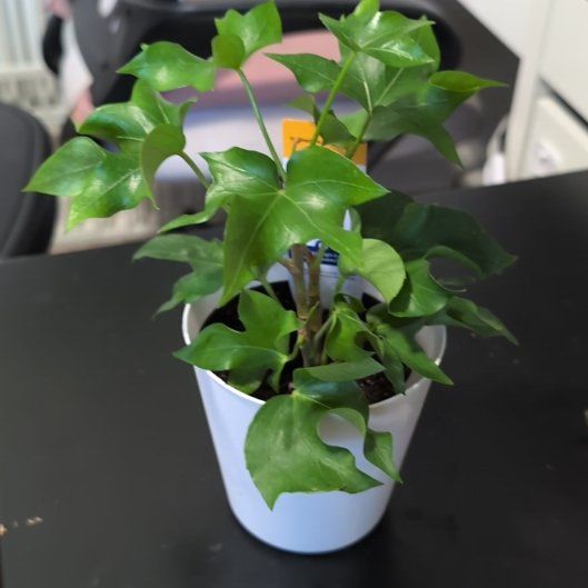Photo of the plant species Tree ivy by @BestTreeviolet named Leaf Erickson on Greg, the plant care app