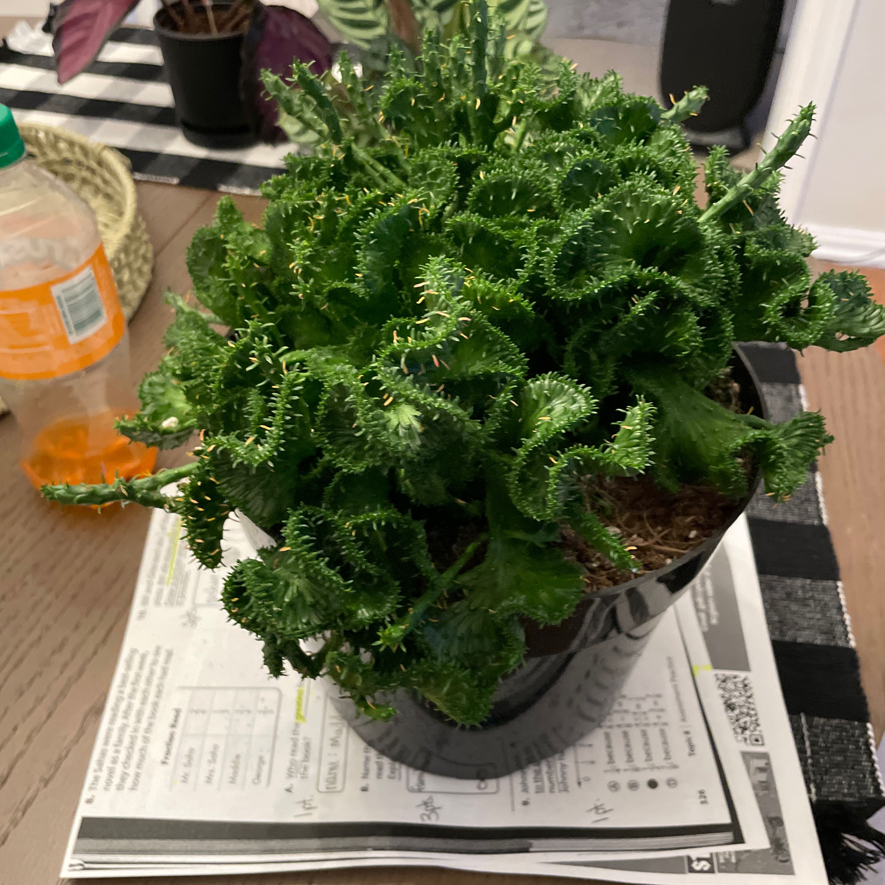 Photo of the plant species Green Coral Cactus by @SinewyCyclamen named Bruce Lee on Greg, the plant care app