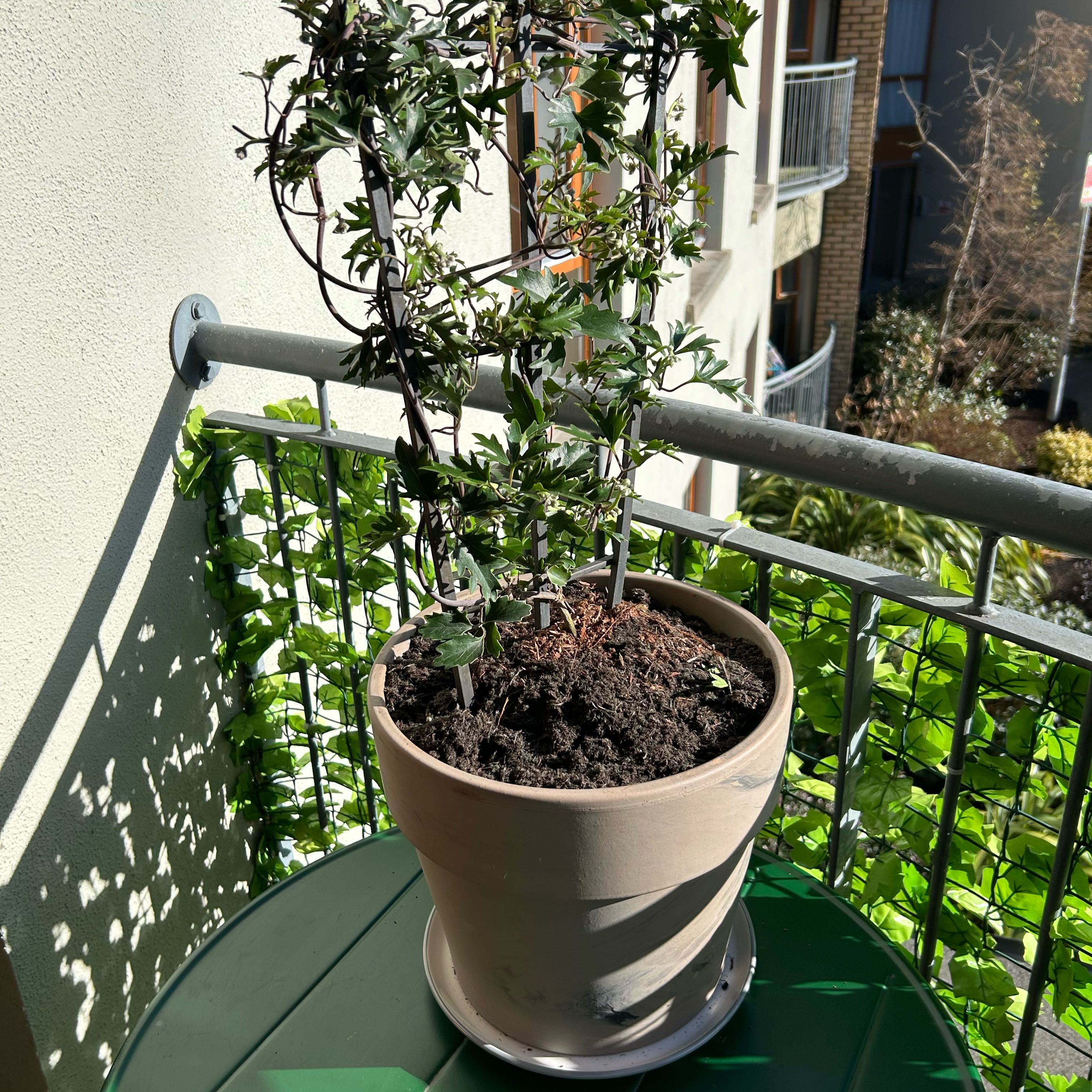 Photo of the plant species Avalanche Clematis by @DeanCashew30 named Remington on Greg, the plant care app