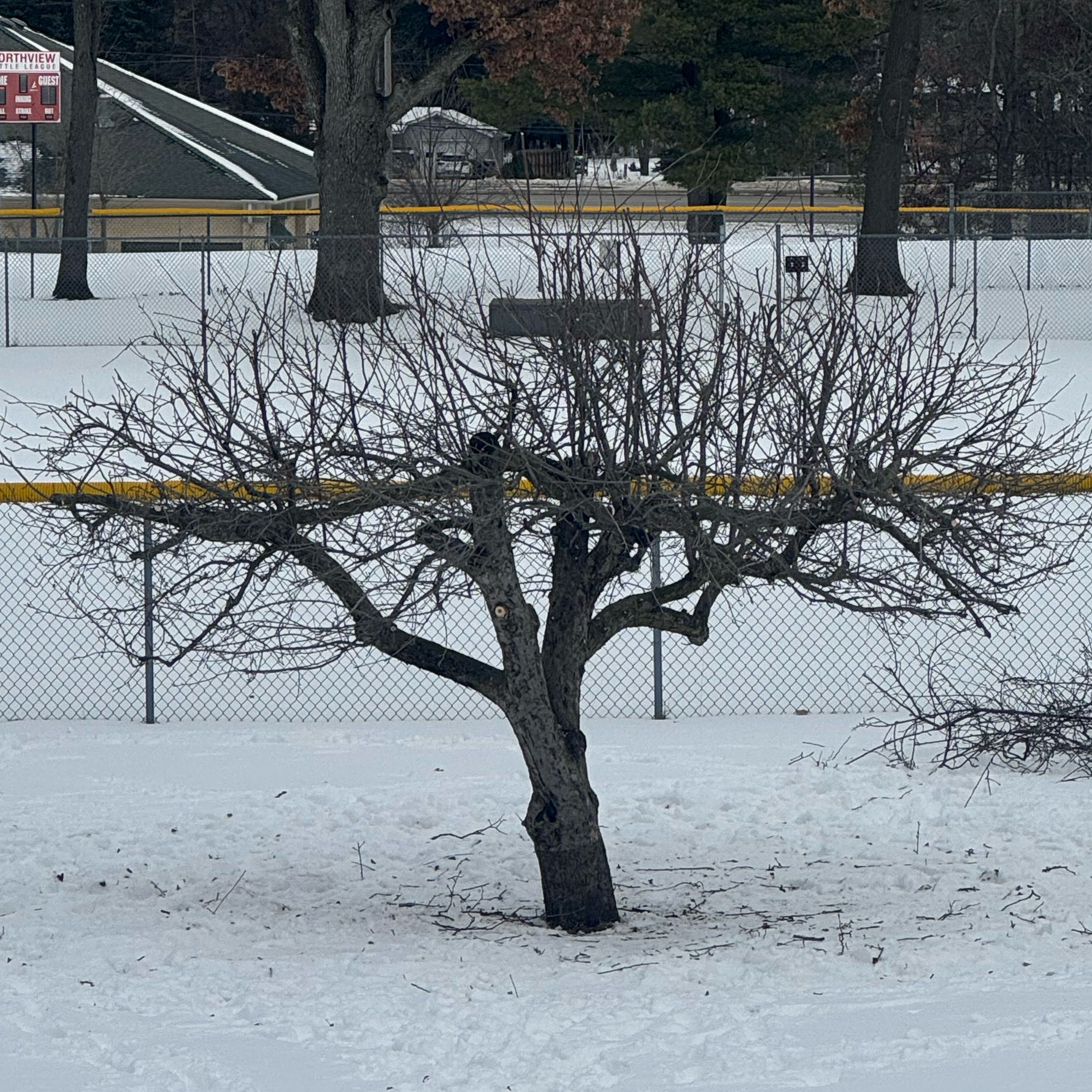 Photo of the plant species Golden Delicious Apple by @UnafraidMayten named Apple tree on Greg, the plant care app