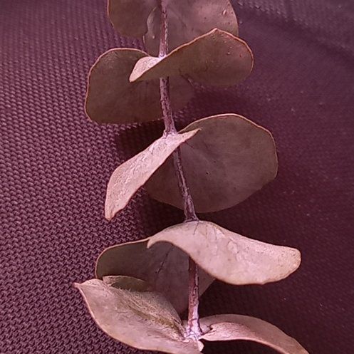 Photo of the plant species Garden Orache by @QuickSeamango63 named Naomi on Greg, the plant care app