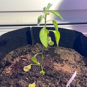 Photo of the plant species Tepin Pepper by @HeroSpringavens named Hemingway on Greg, the plant care app