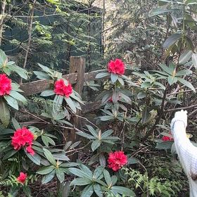 Photo of the plant species Tree Rhododendron by @DeftVicksplant named Clooney on Greg, the plant care app