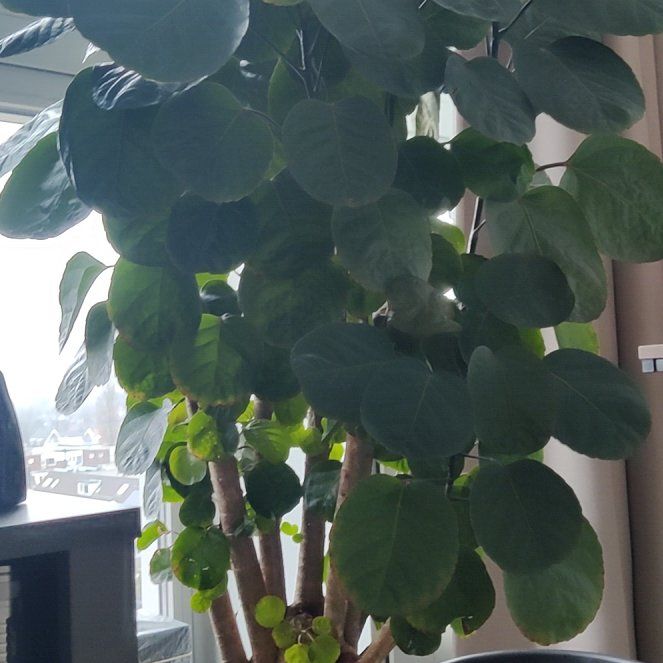 Photo of the plant species Black Aralia Polyscias by @GladZelkova34 named Leonardo on Greg, the plant care app