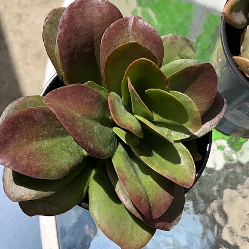 Photo of the plant species Kalanchoe orgyalis 'Grey Ghost' by @NoblyReginairis named Planty on Greg, the plant care app