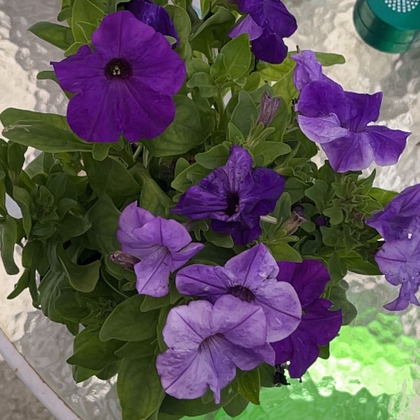 Photo of the plant species Grandiflora Petunia by @NoblyReginairis named Rainier on Greg, the plant care app