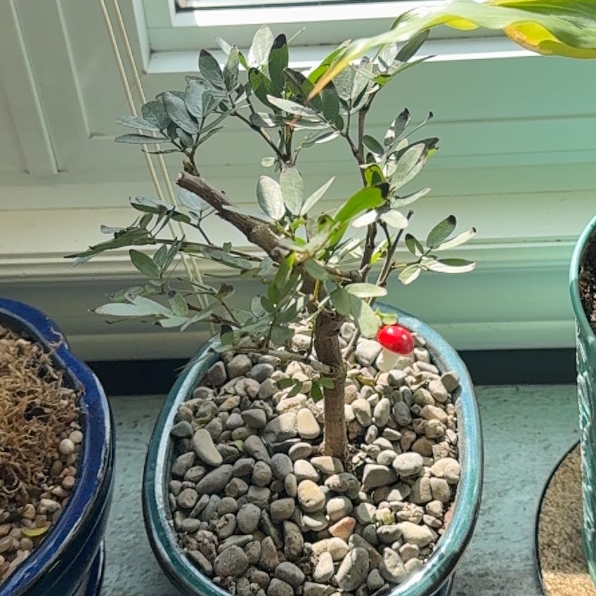 Photo of the plant species Calliandra by @CasualPilea80 named Kylie on Greg, the plant care app
