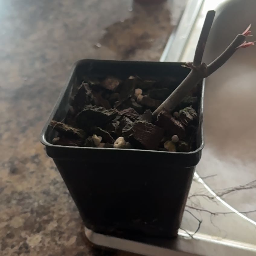 Plant care for Amur Maple 'Emerald Elf' on Greg, the plant care app