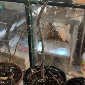 Photo of the plant species Larch by @CasualPilea80 named Rainier on Greg, the plant care app