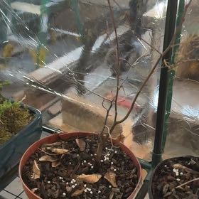 Photo of the plant species Hornbeam by @CasualPilea80 named Ulysses S Plant on Greg, the plant care app