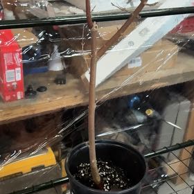 Photo of the plant species Trident maple by @CasualPilea80 named Nithin on Greg, the plant care app