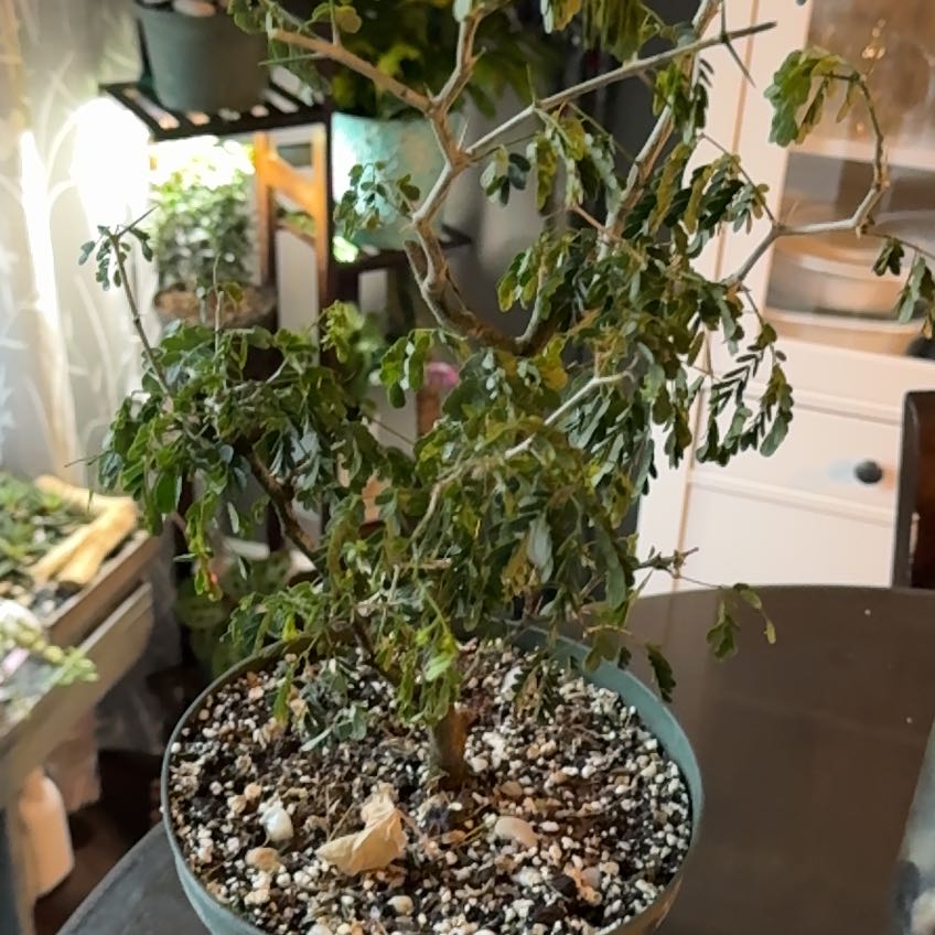 Photo of the plant species Brazilian Rain Tree by @CasualPilea80 named Bruce Lee on Greg, the plant care app