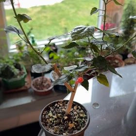 Photo of the plant species Dwarf Hibiscus by @CasualPilea80 named Cleopatra on Greg, the plant care app
