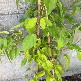 Photo of the plant species Flame Vine by @RegalPeyote39 named Aria on Greg, the plant care app
